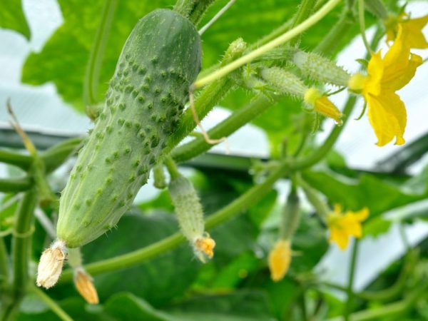 Characteristics of Lenara cucumbers