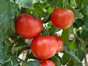 Beschrijving en kenmerken van Leopold-tomaten