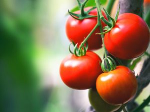Beschrijving van Linda-tomaten