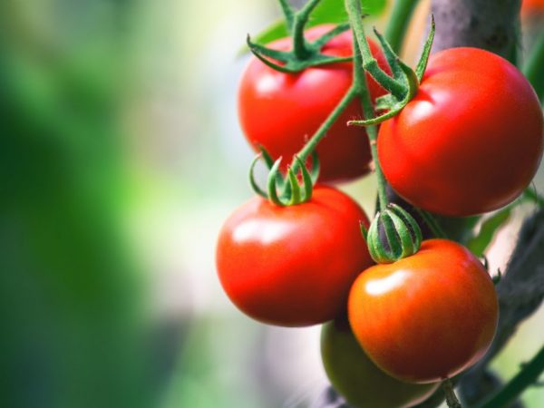 Descripción de los tomates Linda