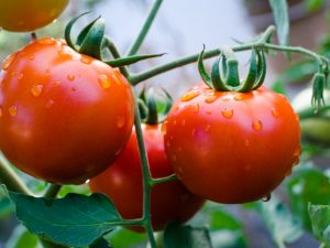 وصف أفضل أصناف الطماطم عام 2018