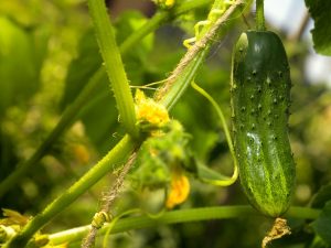 Beschrijving van de beste variëteiten komkommers voor de Oeral
