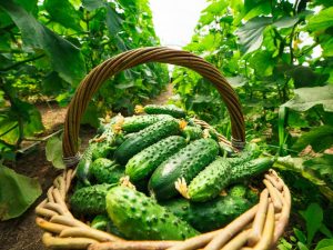 Lijst met variëteiten van komkommers voor de volle grond
