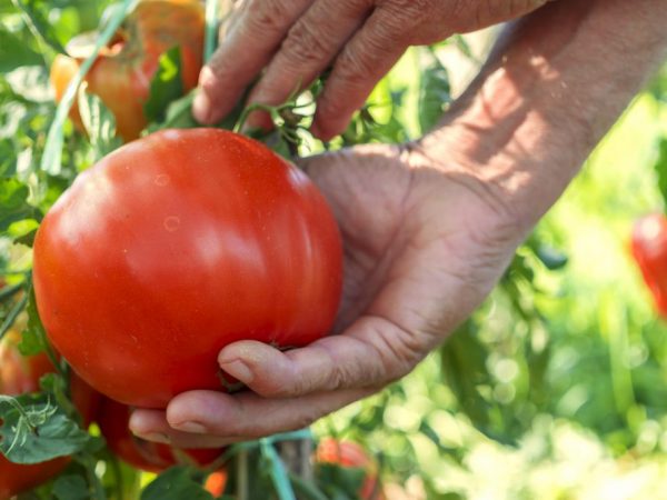 Los tomates más populares para Siberia.