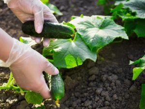 Review of the best varieties of cucumbers