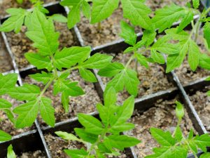 Plantering av tomatplantor enligt månkalendern för 2018