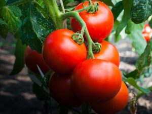 Beschrijving van de tomatenvariëteit Liang