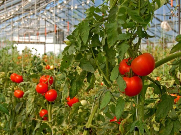 Características de los tomates de la variedad Lyubasha.