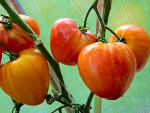 Egenskaper och beskrivning av tomatens favoritsemester