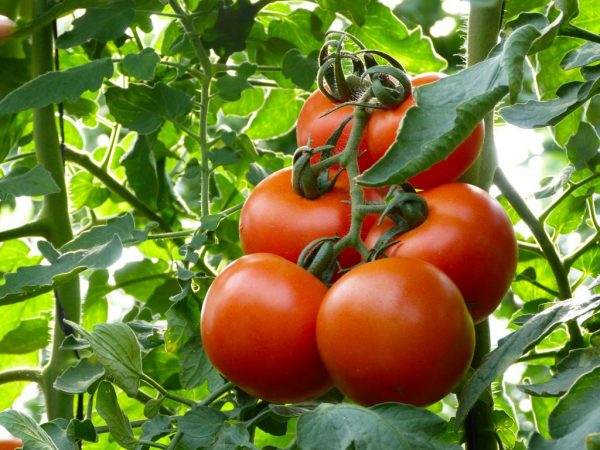 Beschrijving van Mahitos-tomaat