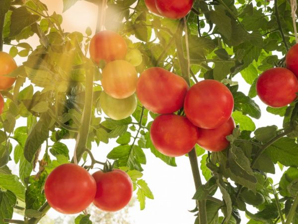 Descriere tomate Raspberry Empire