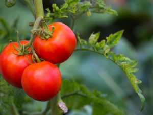 Kenmerken van tomaten van de Raspberry Miracle-variëteit