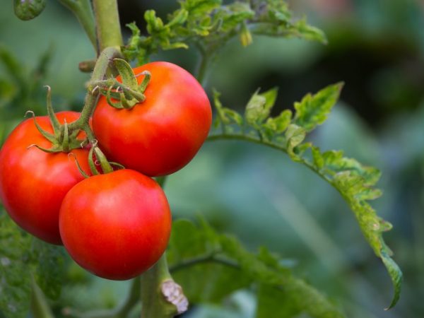 Kenmerken van tomaten van de variëteit Raspberry Miracle