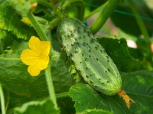 Beschrijving van de variëteit aan komkommers Marinda