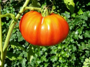 Kenmerken van Mazarin-tomaten