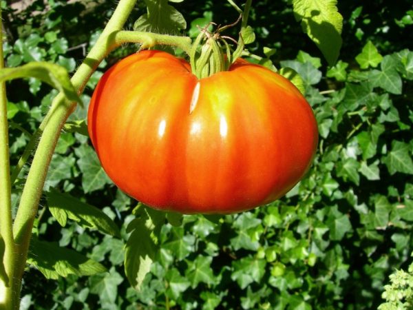 Egenskaper hos Mazarin-tomater