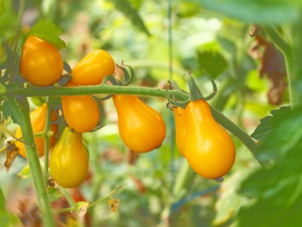 Χαρακτηριστικά της σταγόνας μελιού ντομάτας