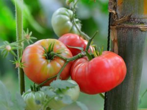 Kenmerken van de tomatenvariëteit Mikado