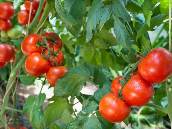 Beskrivning av tomatsorten mongolisk dvärg