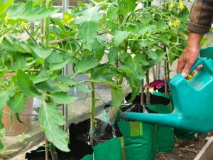 Aplicarea monofosfatului de potasiu pentru tomate