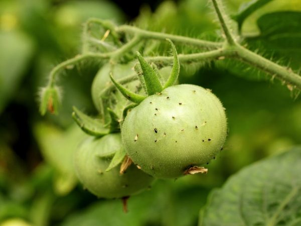 Oorzaken van het verschijnen van muggen op tomaten