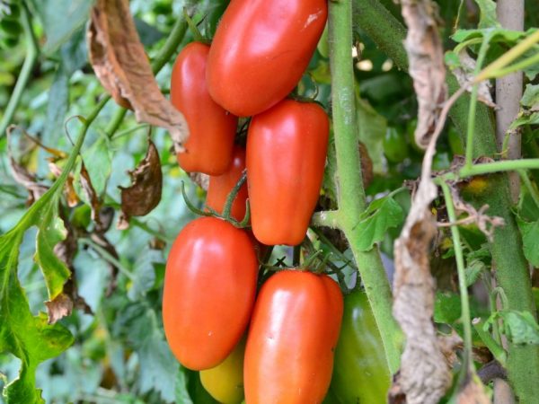 Kenmerken van tomaat Moskou-delicatesse