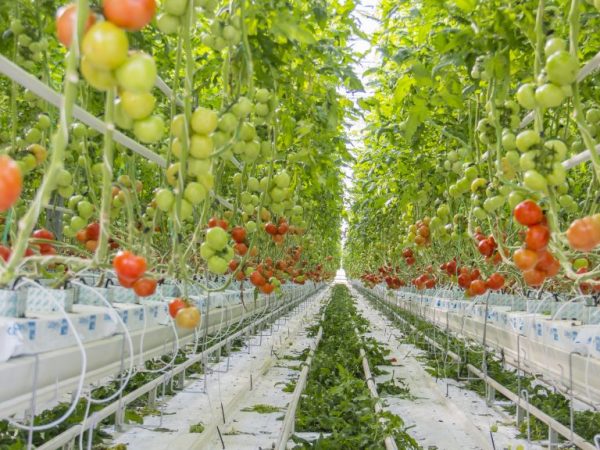 Tomaten hydrocultuur kweken