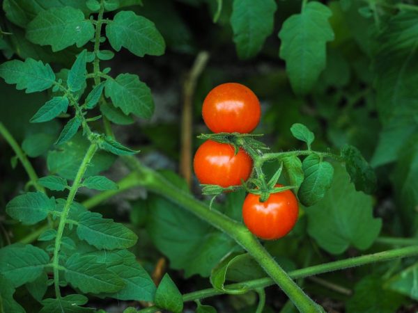 Reglas para cultivar y regar tomates en el alféizar de la ventana.