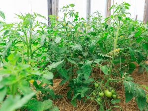 Typer av utfodring av tomater med folkmedicin