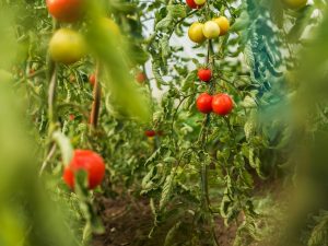 Soorten onverzadigde tomaten