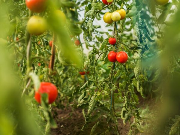 Variedades de tomates insaturados.