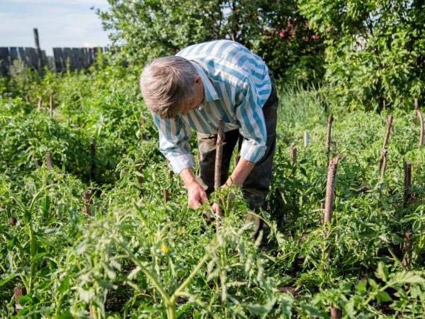 Miraklet av Sibiriska tomater är lämpliga för öppen mark