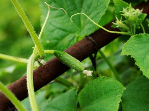 Gevolgen van tekorten aan micronutriënten voor komkommers