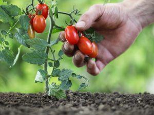 Sorter av lågväxande tomater för öppen mark utan att klämma
