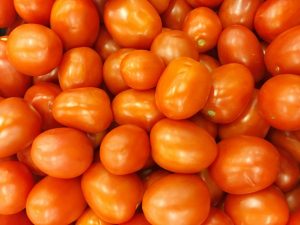 Principiante de variedad de tomate
