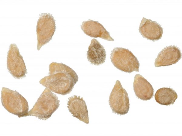 Fytosporin lze použít k ošetření semen