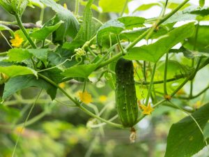 Beschrijving van de variëteit aan komkommers Masha