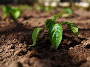 Planting pepper in the way of Oktyabrina Ganichkina