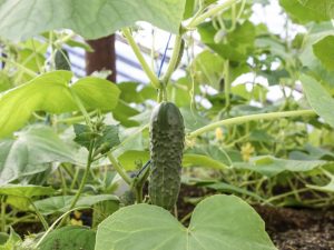 The use of boric acid for cucumbers