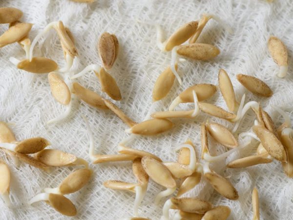 Se recomienda tratar las semillas con solución de boro.