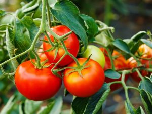 Temperatura óptima para cultivar tomates.