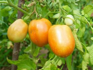 Beskrivning av tomat orange mirakel