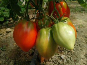 Características de la variedad de tomate Eagle Heart