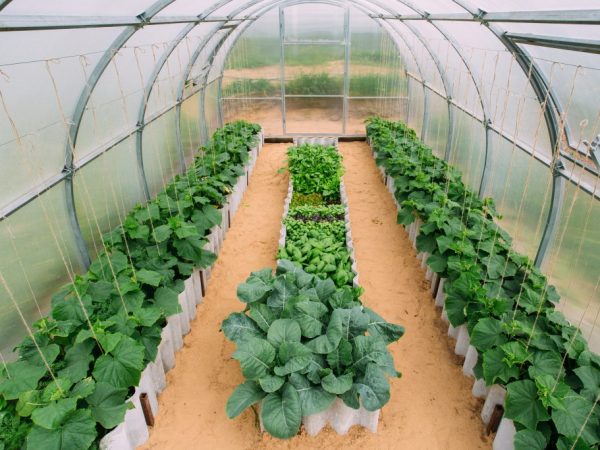 Att skapa ett växthus för gurkor med egna händer