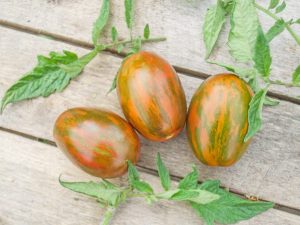 Charakteristika odrůdy rajčat Velikonoční vajíčko