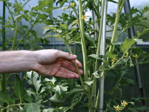 Het principe van het knijpen van bepalende tomaten