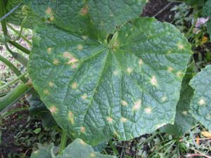 Fighting spider mites in a greenhouse in cucumbers