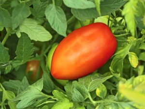 Kenmerken van de tomatenvariëteit Pepervormige reus