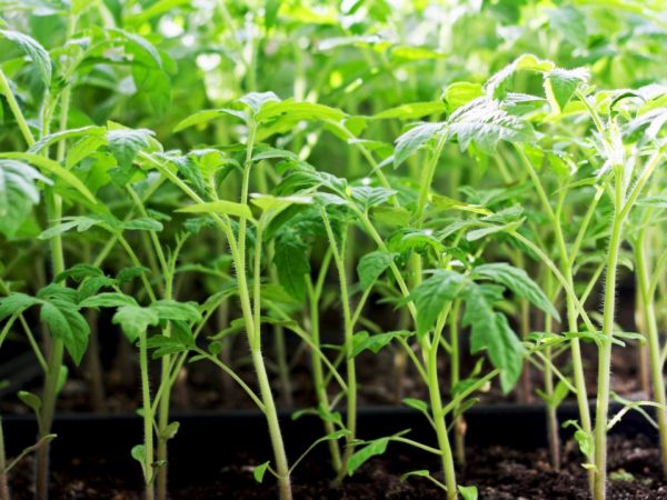 Om tomatplantor har vuxit ut