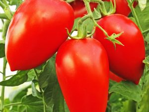 Caractéristiques de la variété de tomate Petrusha Ogorodnik